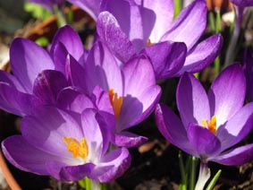 Crocus tommasinianus 'Whitewell Purple'